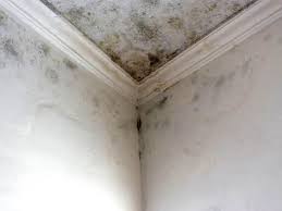 Best Mold Damage Restoration  in Candler Mcafee, GA