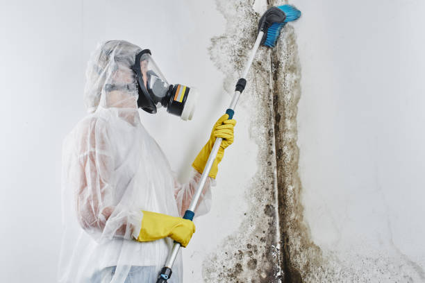 Best Environmental Consulting for Mold Prevention  in Candler Mcafee, GA